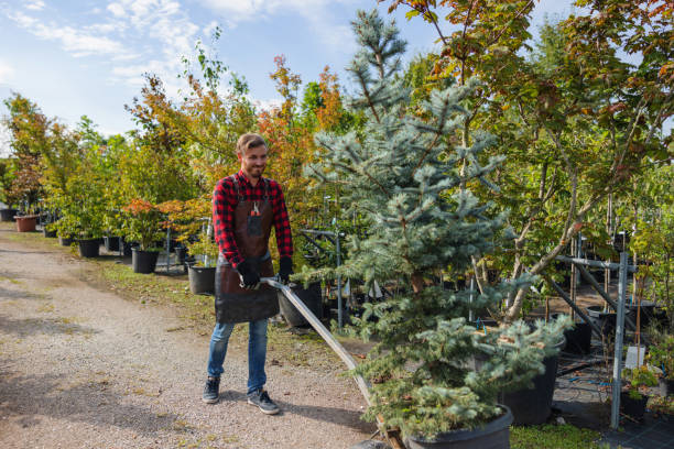 Best Palm Tree Trimming  in Gunbarrel, CO